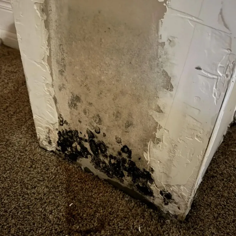 Professional Mold Removal in Mitchell, IN